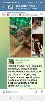 Ивановка через несколько дней нашла свою полуслепую овчарку в крайне истощенном состоянии